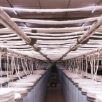 Small Square 4 Small Square 4